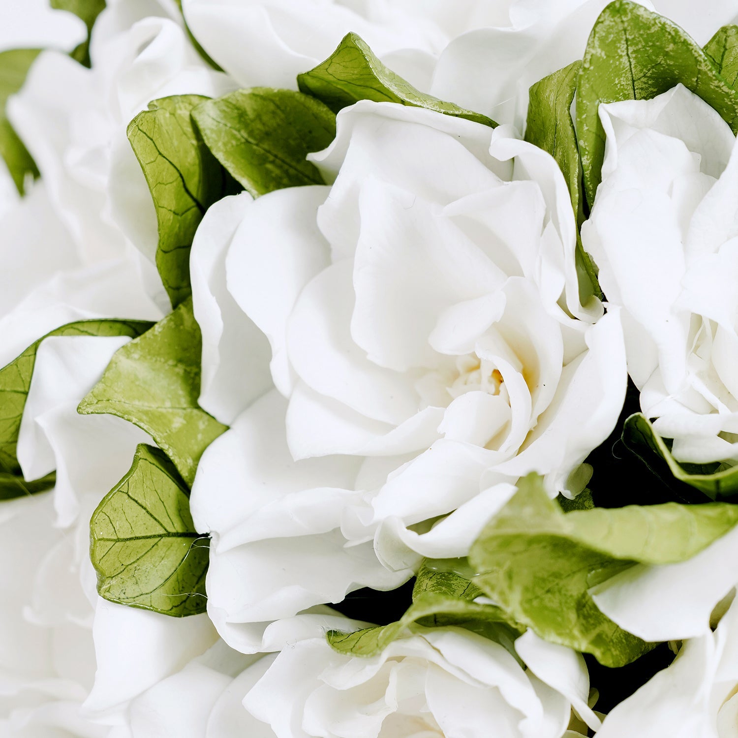 Eternity® Gardenias