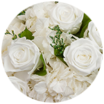 Purity, Innocence, Freshness.